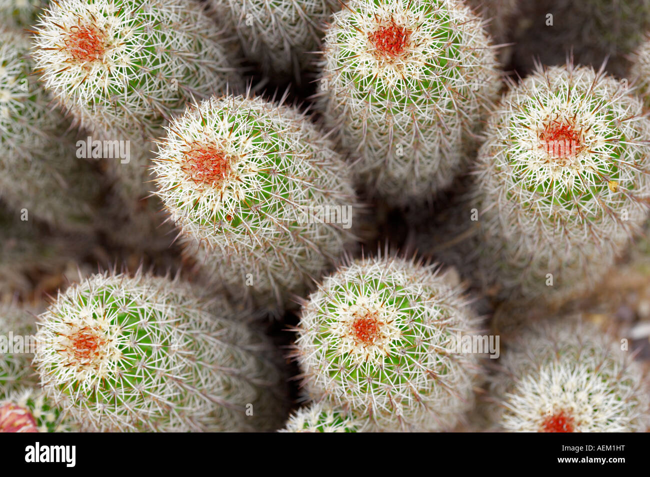 Cactus Echinocereus fendleri dans Tucson Botanical Gardens Tucson Arizona Banque D'Images