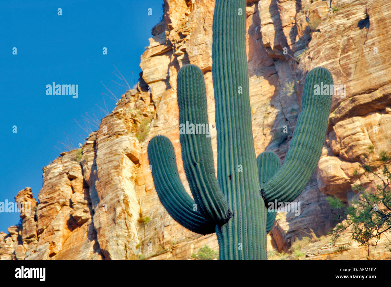Suguaro dans cactus Sabino Canyon Arizona Banque D'Images