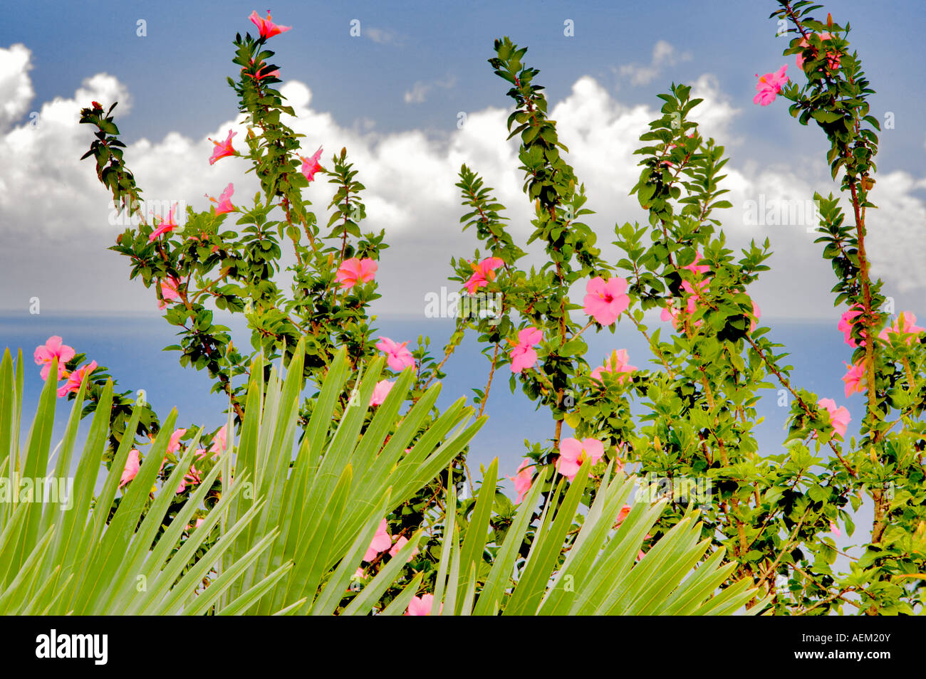 Hybiscus et palmier océan avec jardin d'Eden Jardin Botanique Maui Hawaii Banque D'Images