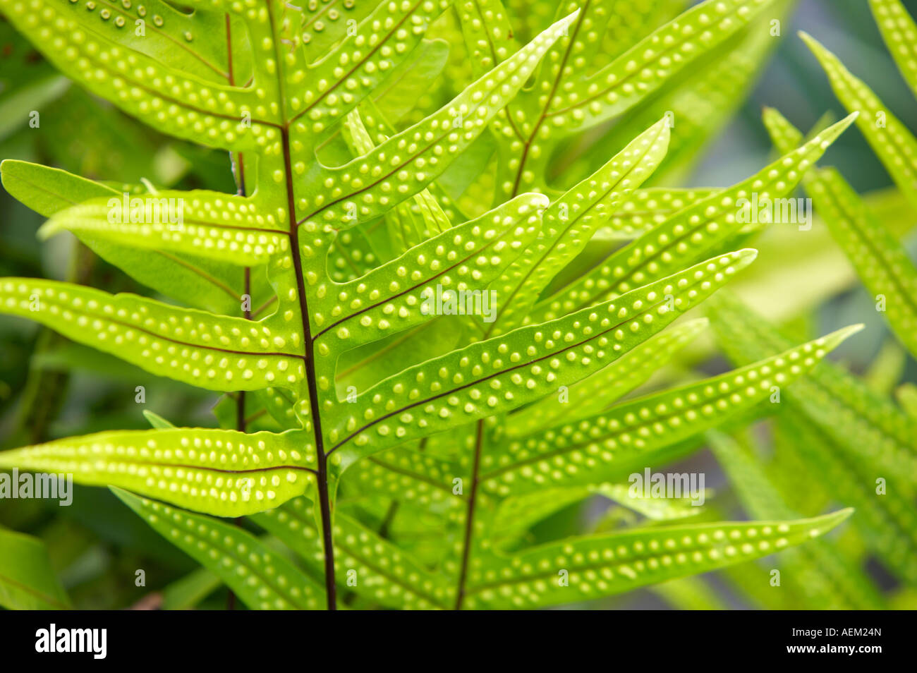 Close up of fern plante présentant les spores Maui Hawaii Banque D'Images