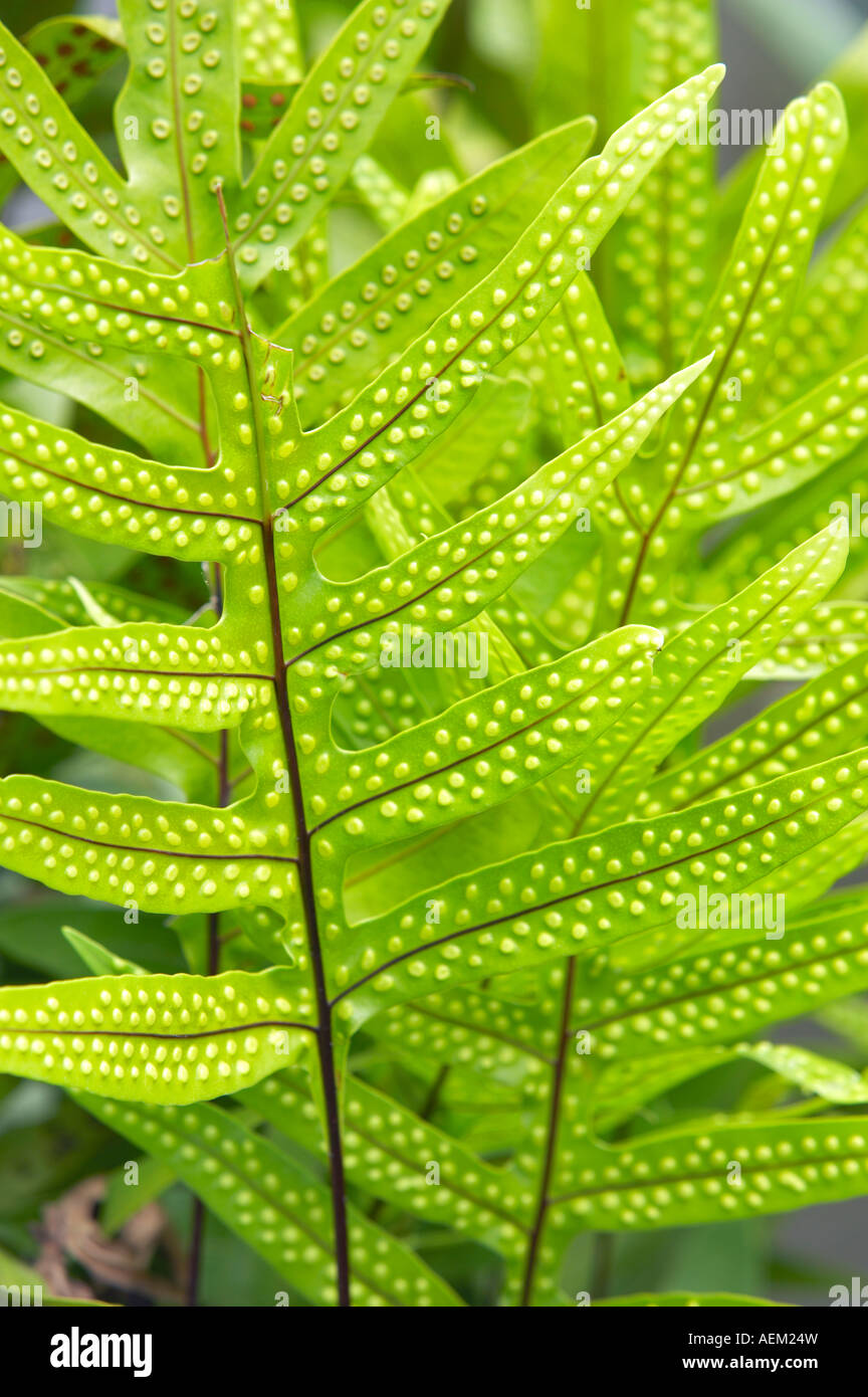 Close up of fern plante présentant les spores Maui Hawaii Banque D'Images