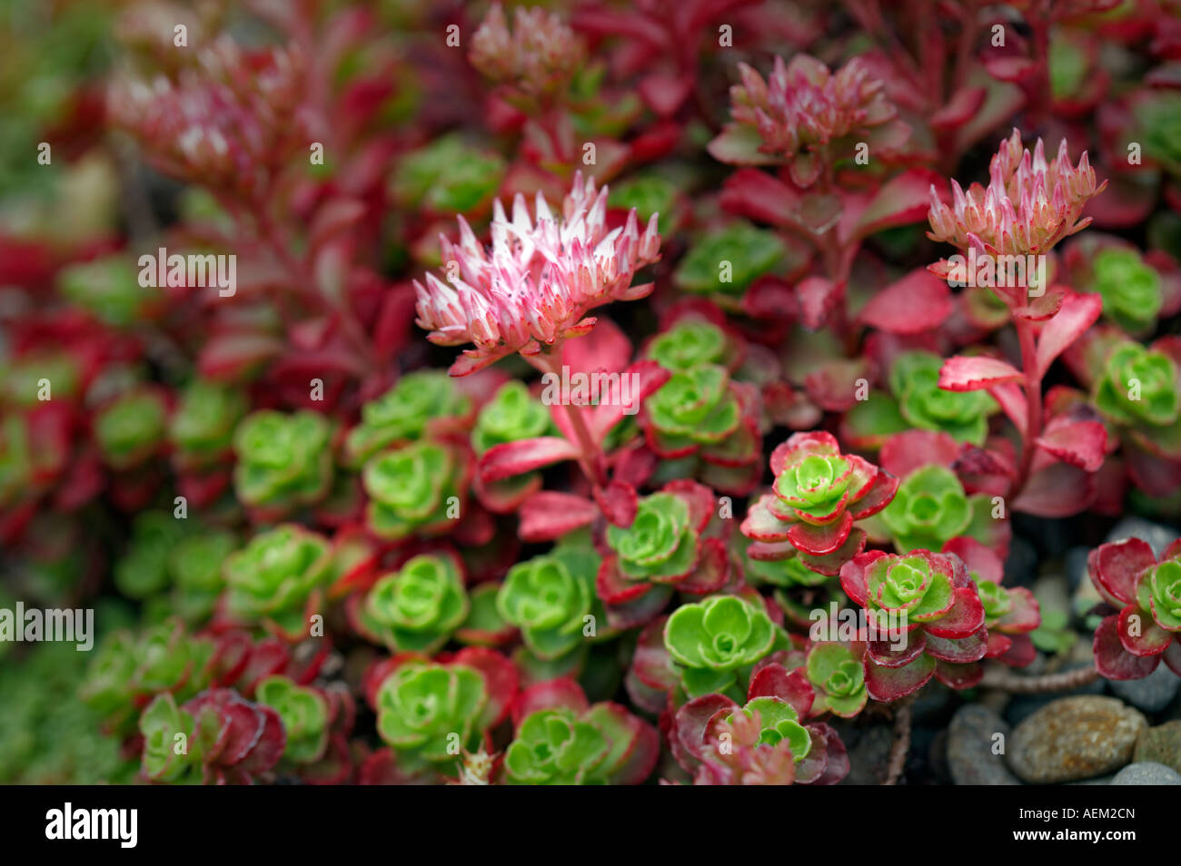Rock succulentes Sempervivum Oregon Oregon Garden hybride Banque D'Images