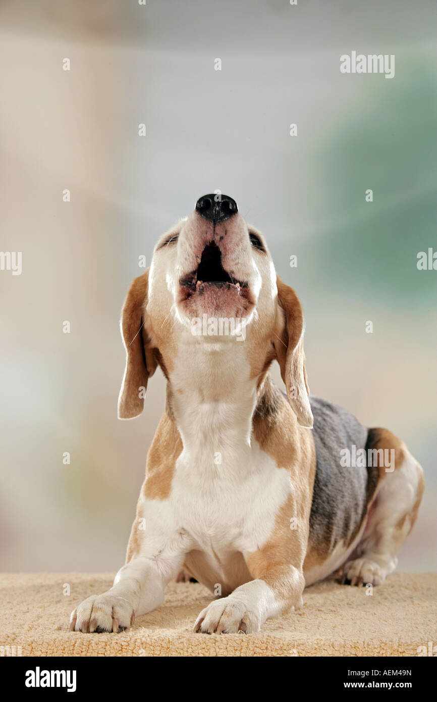 Beagle couché sur le tapis Banque D'Images