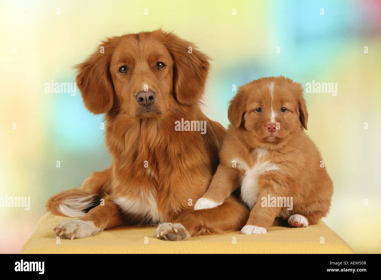 Nova Scotia Duck Tolling Retriever chiot avec Banque D'Images