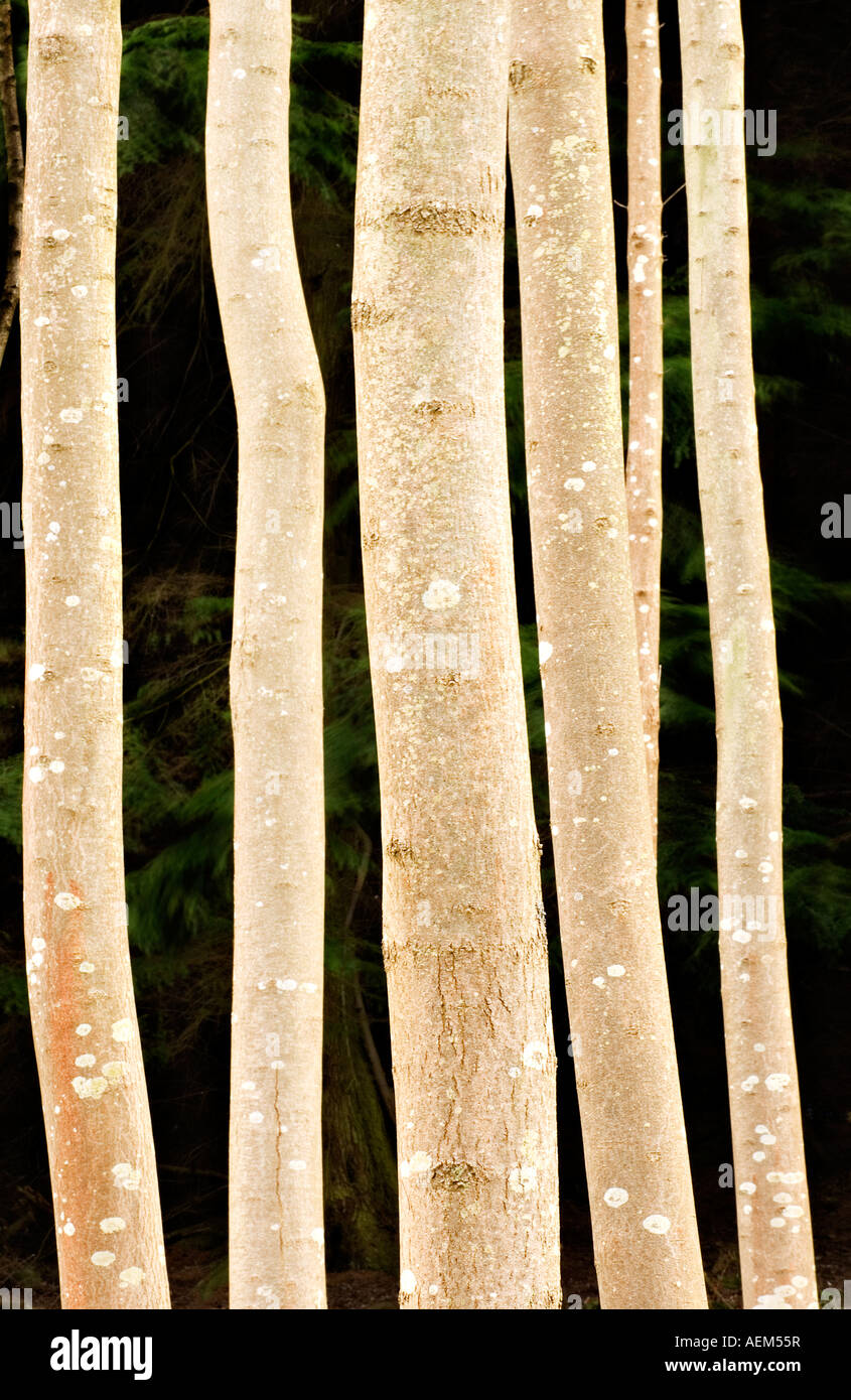 Mountain Ash, Lomond Hills, Fife, Scotland, UK Banque D'Images