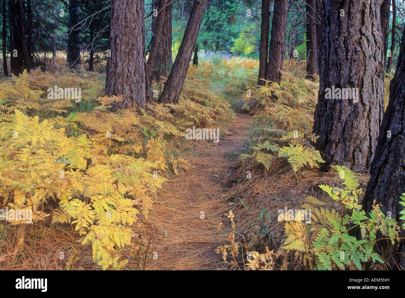 Sentier des Zumwalt près de Cedar Grove dans le Parc National Kings Canyon, Sierra Nevada, Californie, USA Banque D'Images