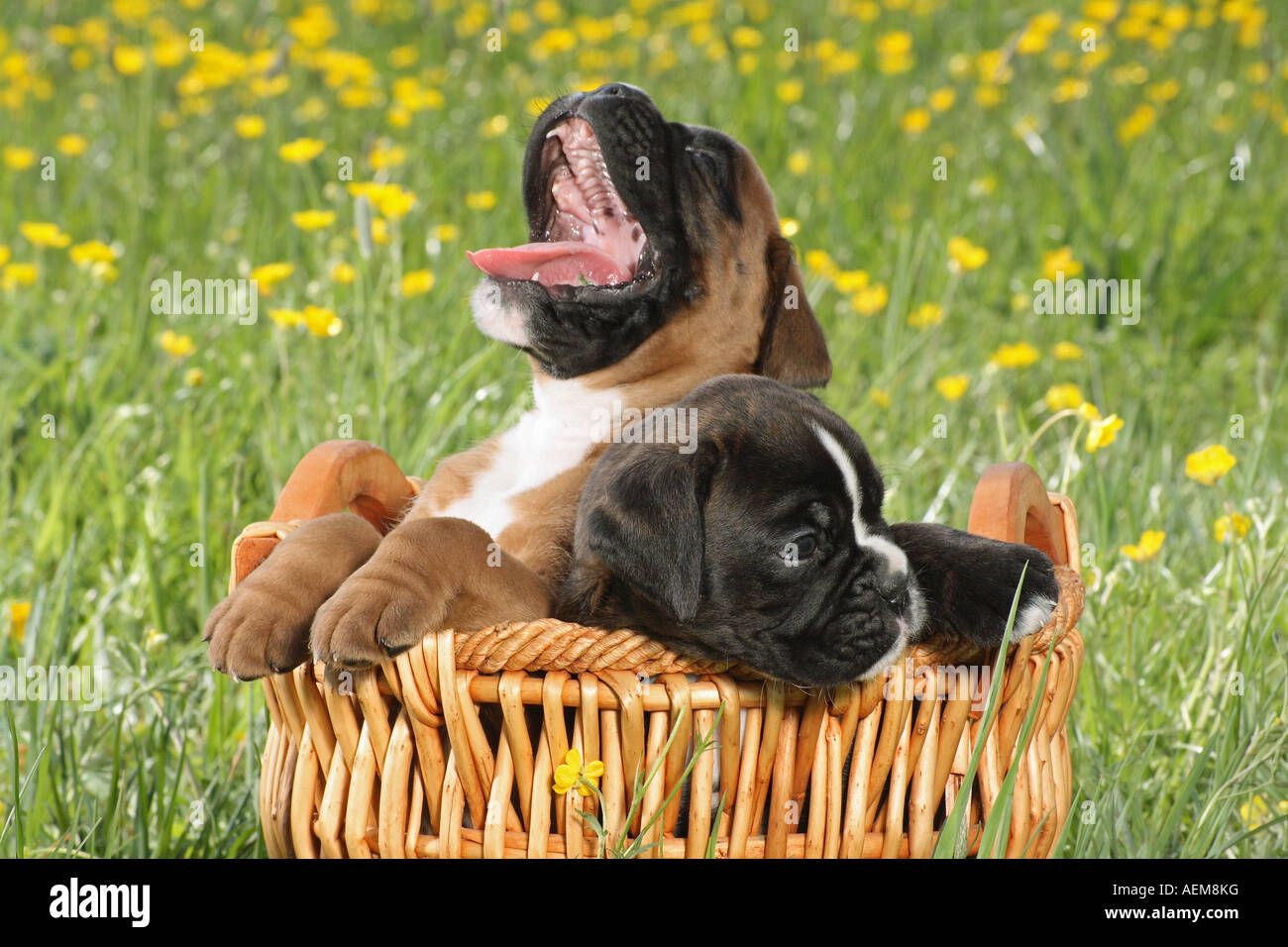 Boxer puppies Banque de photographies et d'images à haute résolution - Alamy