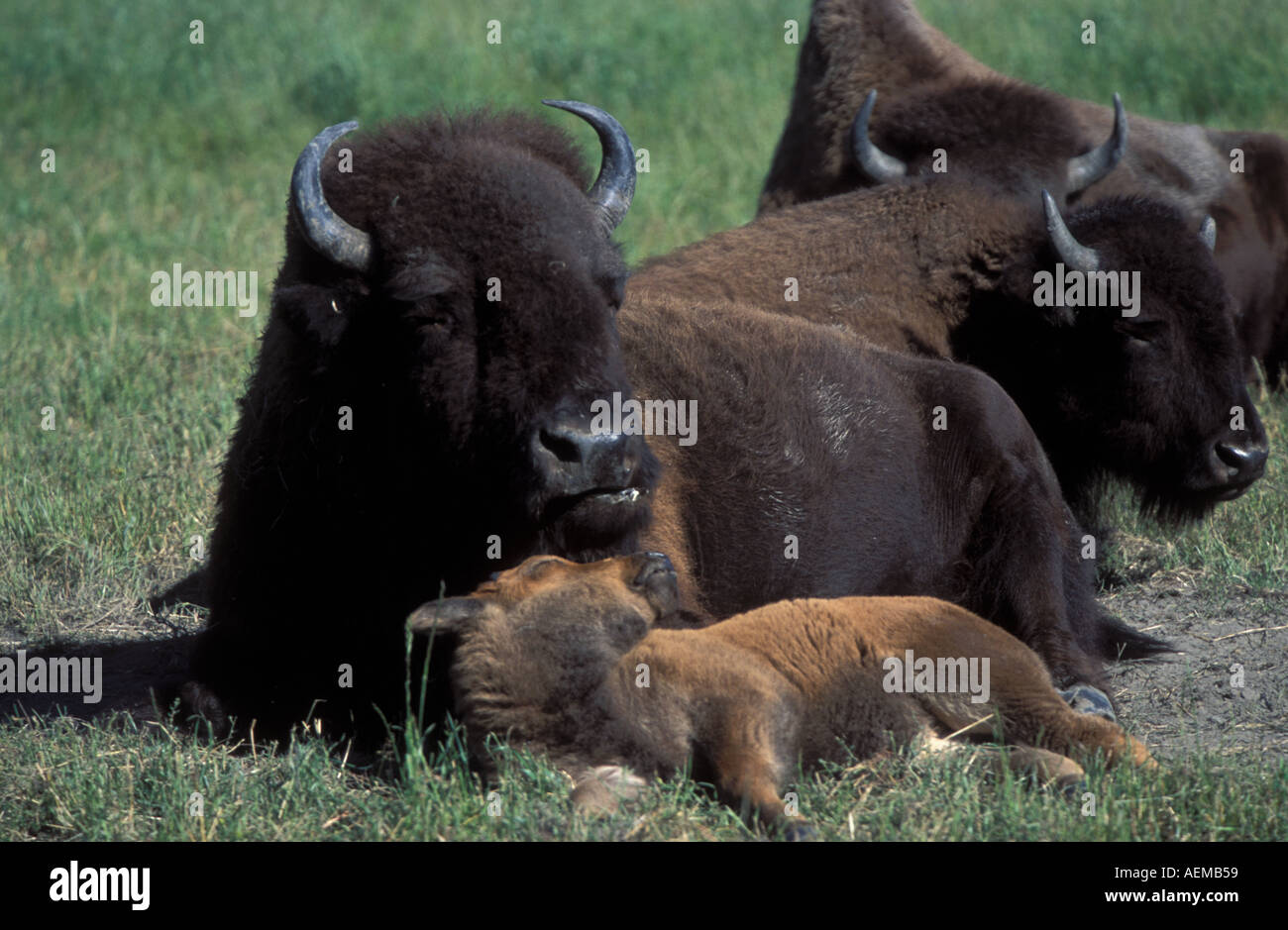 American Buffalo Bisons ou veau vaches avec lits en captivité vers le bas Banque D'Images