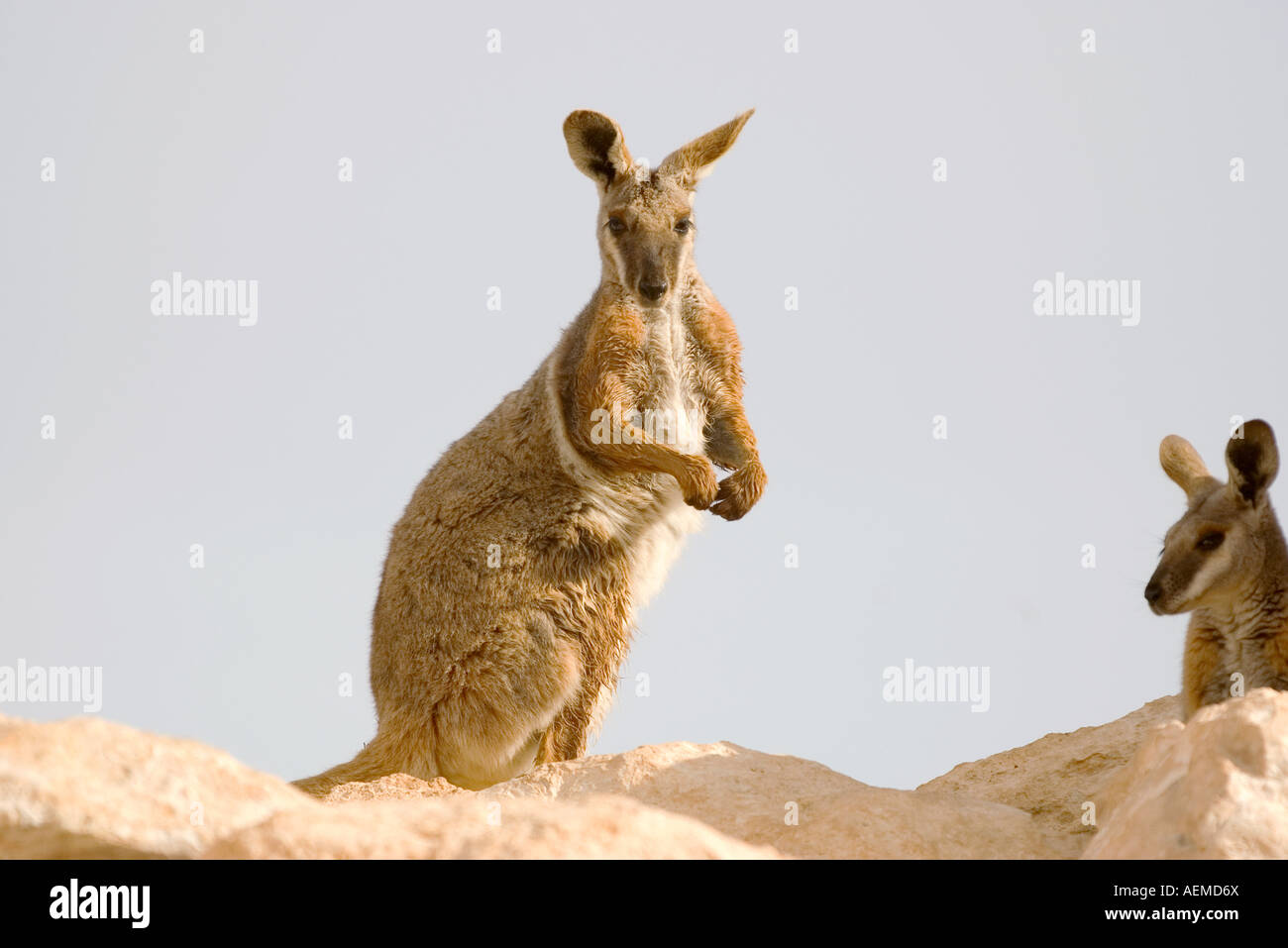 Belle image d'un rock wallaby à pieds jaunes Banque D'Images