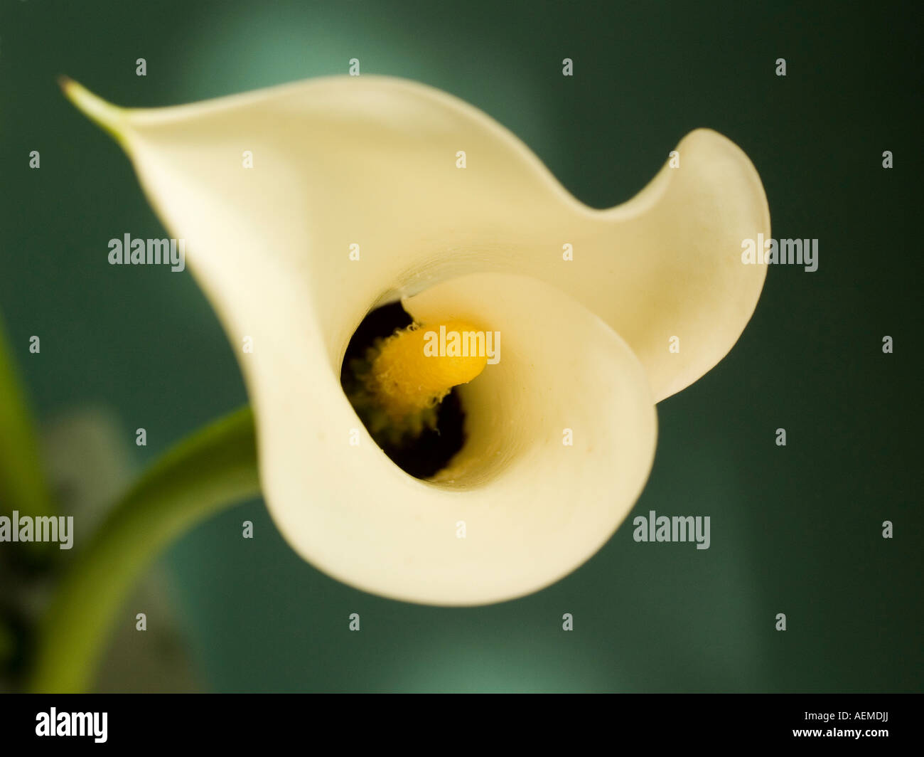 Close up macro de fleur d'arum blanc crème jaune spadice avec Banque D'Images