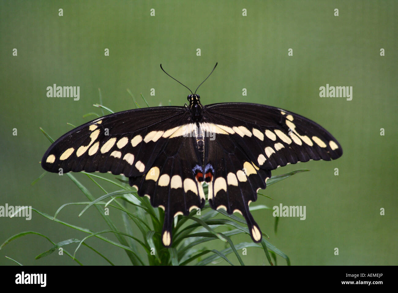 Le grand porte-queue (Papilio cresphontes) papillon Banque D'Images