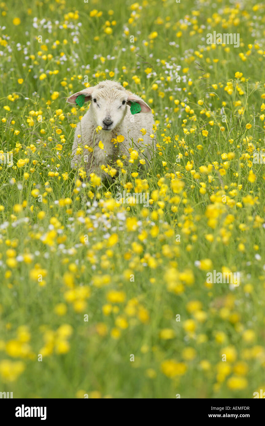 Agneau dans domaine de renoncules More og Romsdal Norvège Banque D'Images