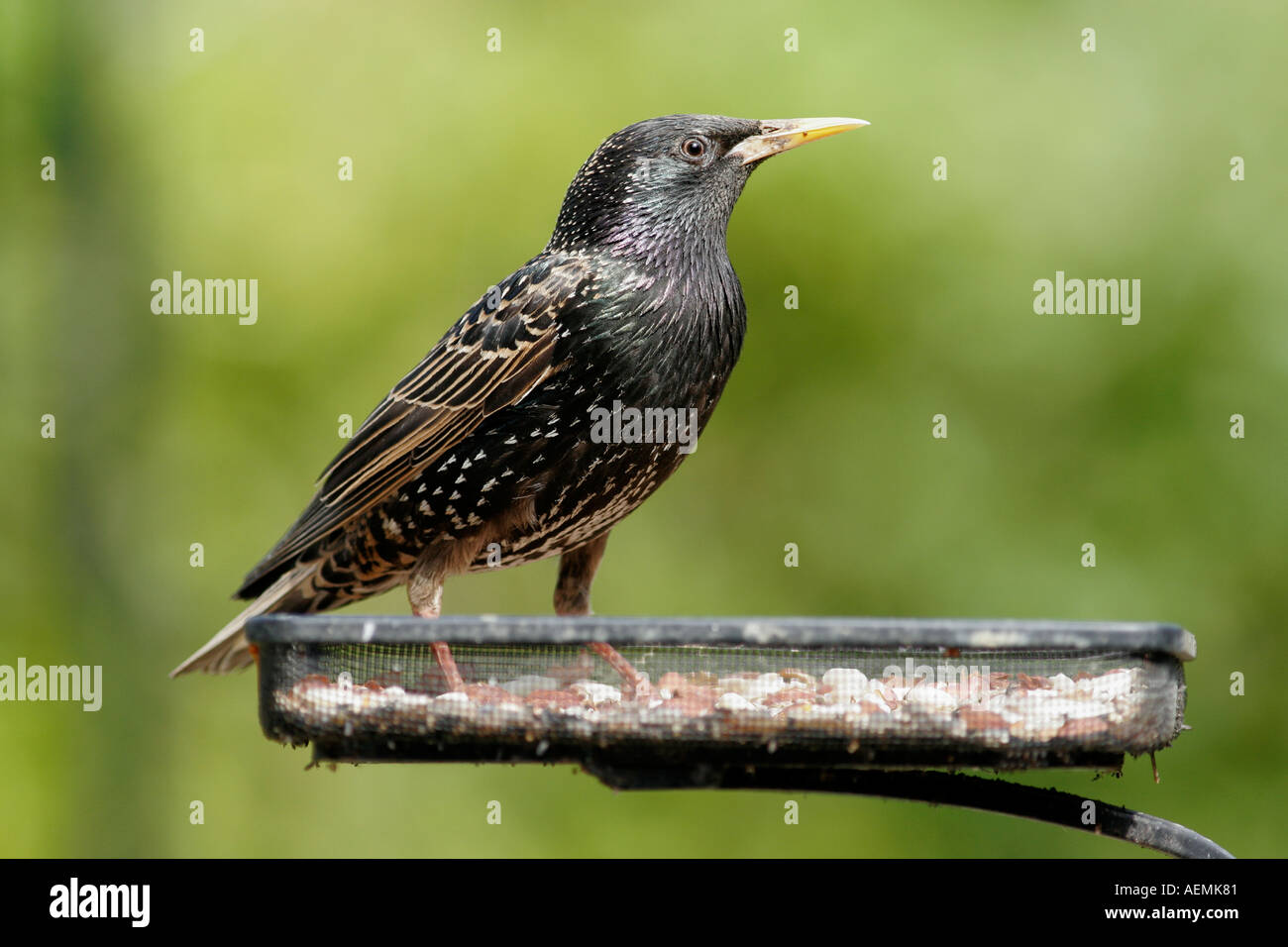 Starling sur convoyeur de jardin Banque D'Images