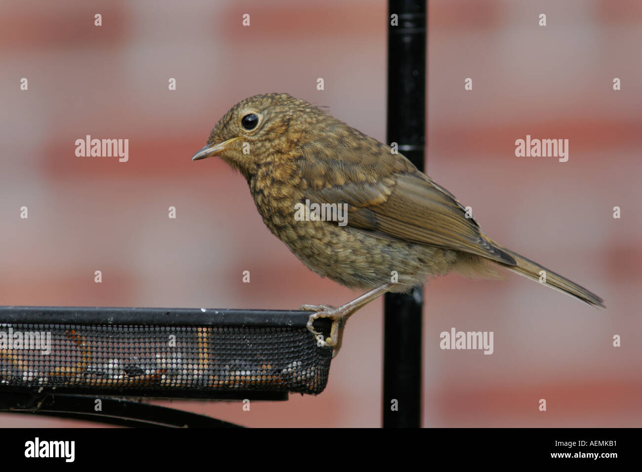 Robin sur jardin juvénile du convoyeur Banque D'Images