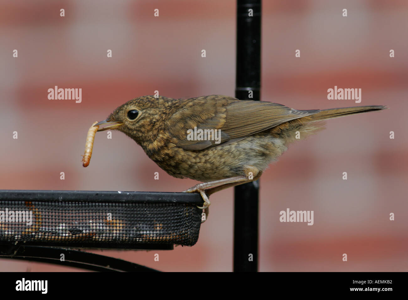Robin sur jardin avec convoyeur à vis sans fin de repas Banque D'Images