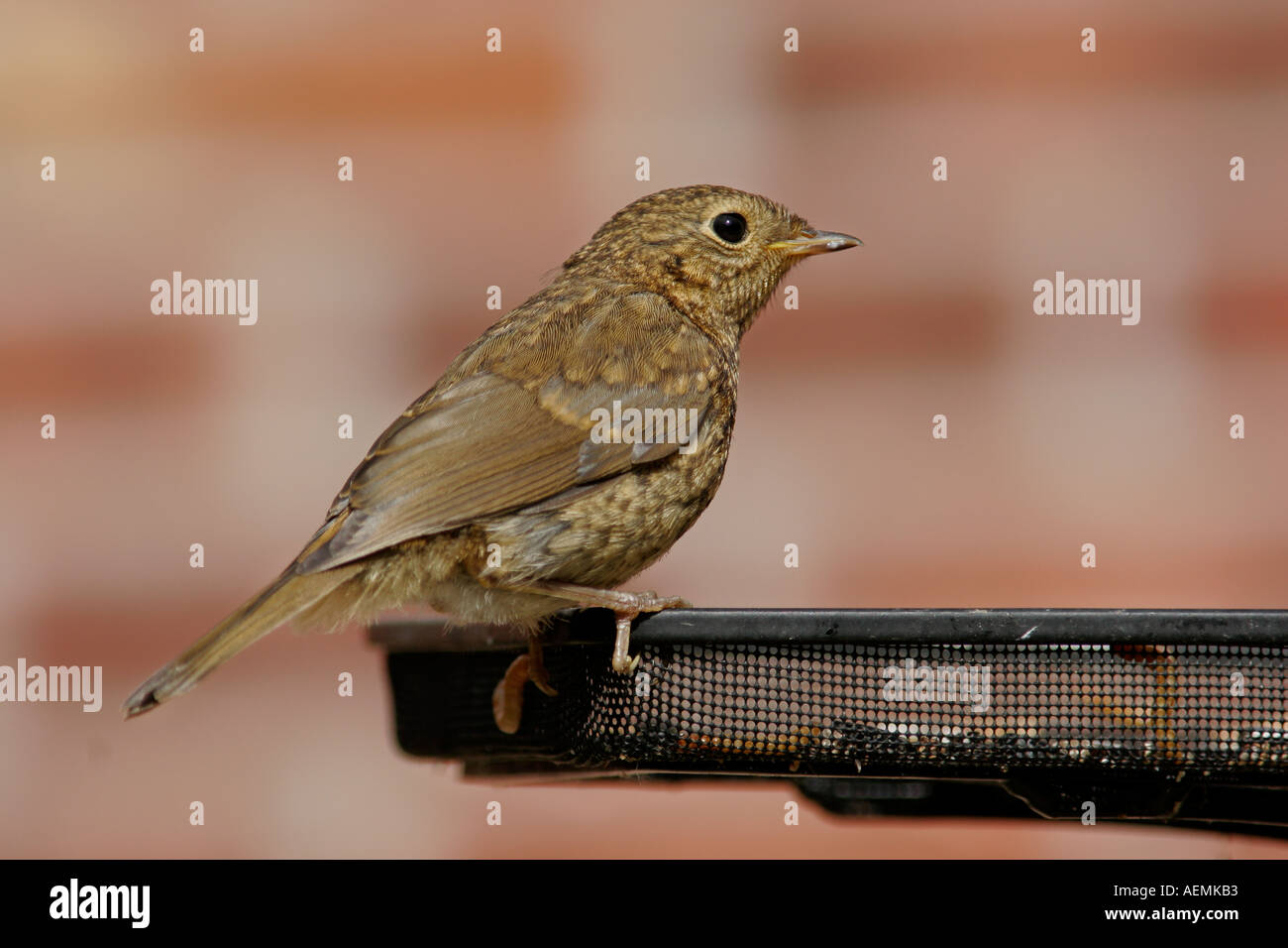 Robin sur jardin juvénile du convoyeur Banque D'Images
