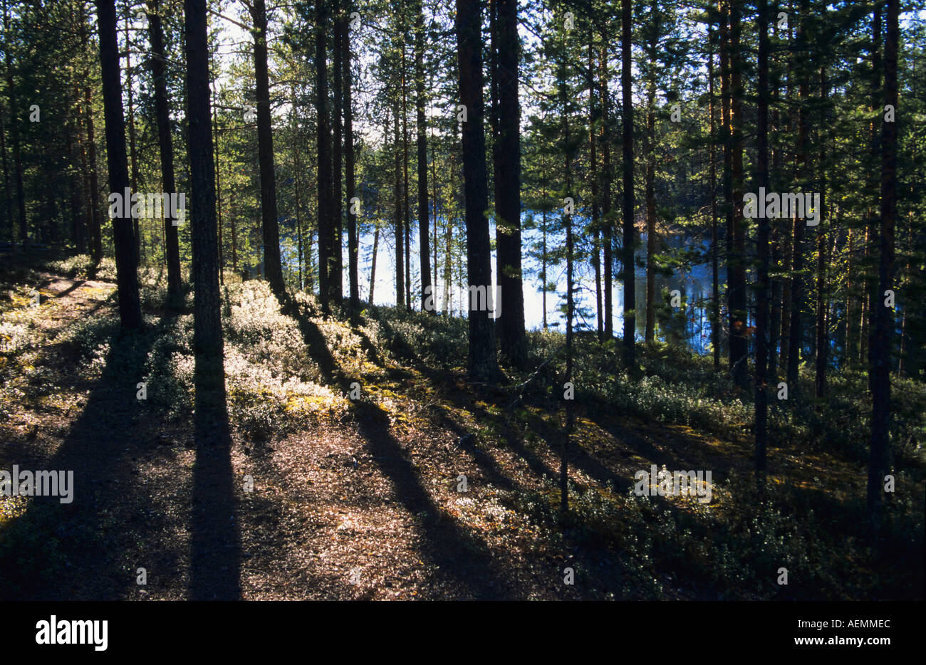 Scène forestiers en Finlande Banque D'Images