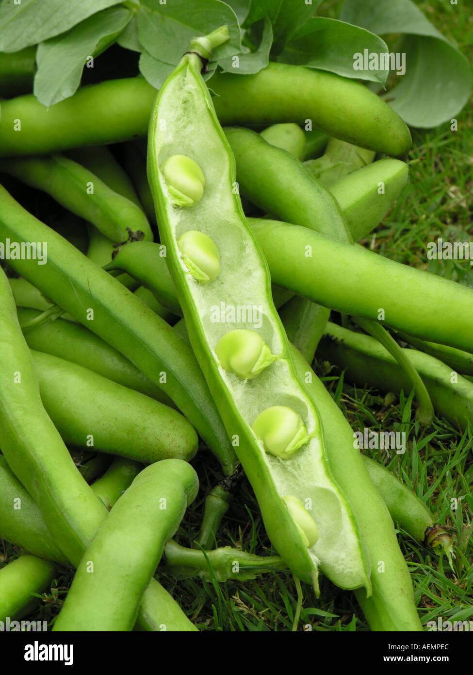 Fèves HORTICULTURE VICIA FABA EXPOSITION BUNYARDS Banque D'Images