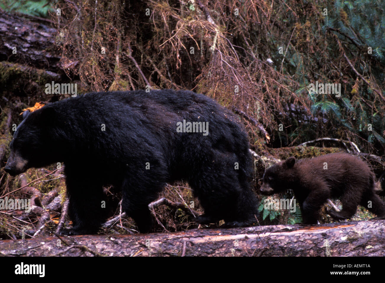 Ours noir Ursus americanus semer avec cub à Anan Creek Forêt nationale Tongass en Alaska du sud-est Banque D'Images