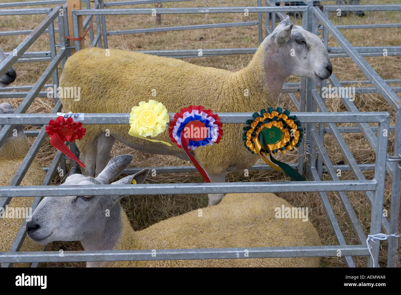 Les lauréats du prix, des animaux, de l'award, rosette, ruban, concours, gagnant, show, tête, faisceau, succès, de race, d'un insigne, gagner, gagnant, les moutons Suffolk, UK Banque D'Images