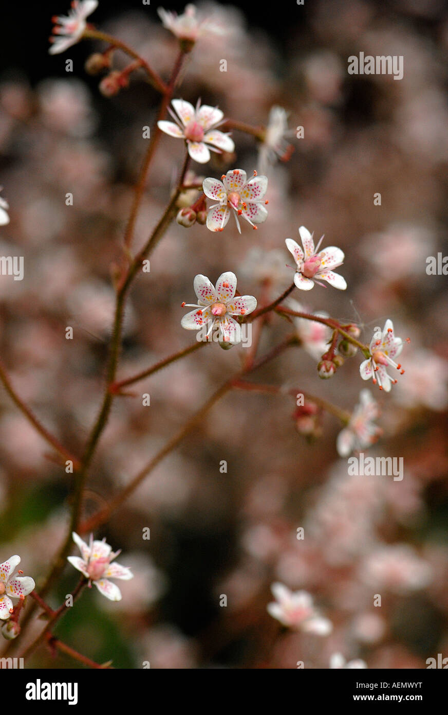 Les petites fleurs délicates de London Pride nom latin - Saxifraga urbium x Banque D'Images