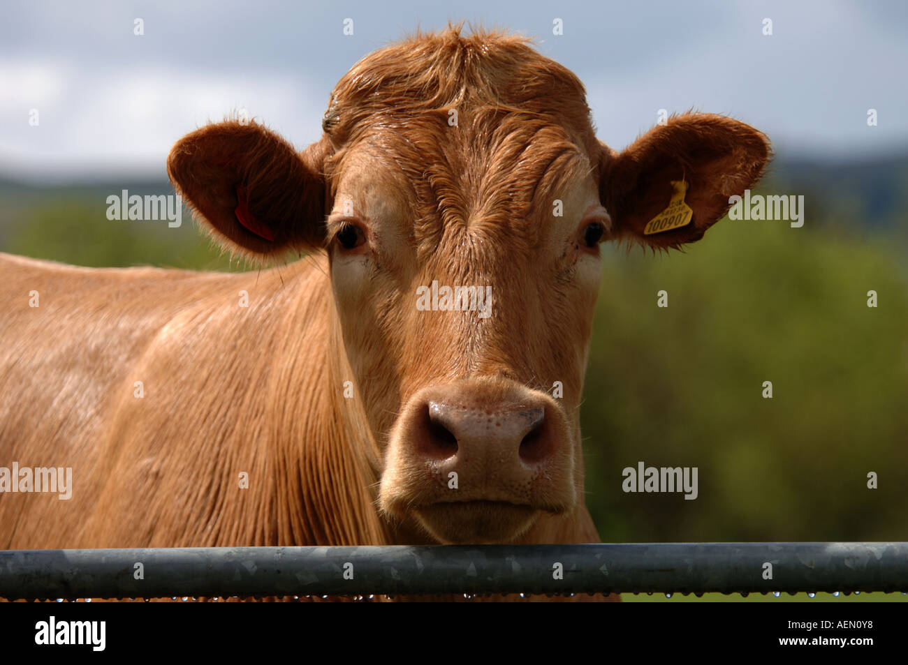 Vache brune par Gate Banque D'Images