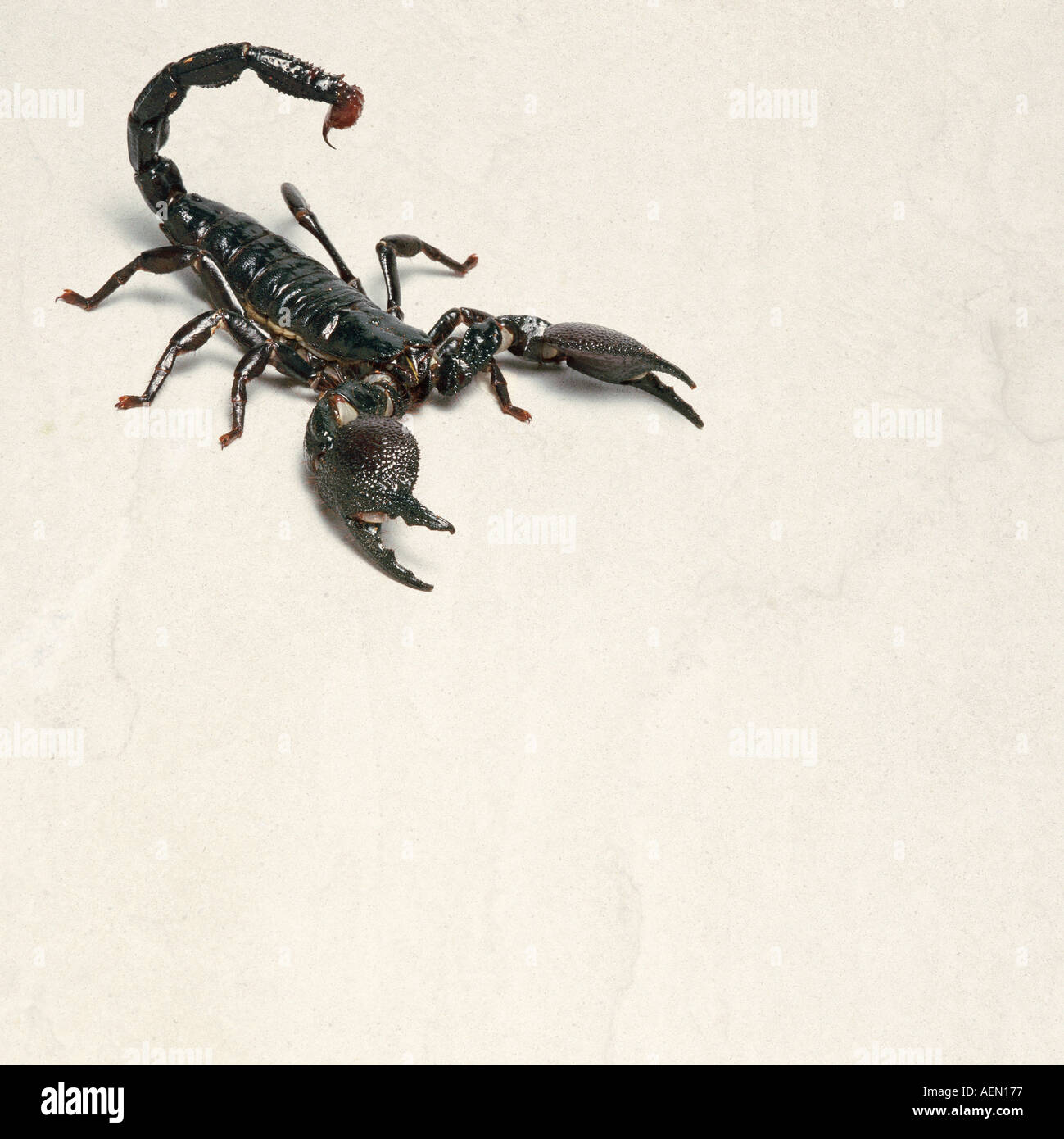Scorpion noir Banque D'Images