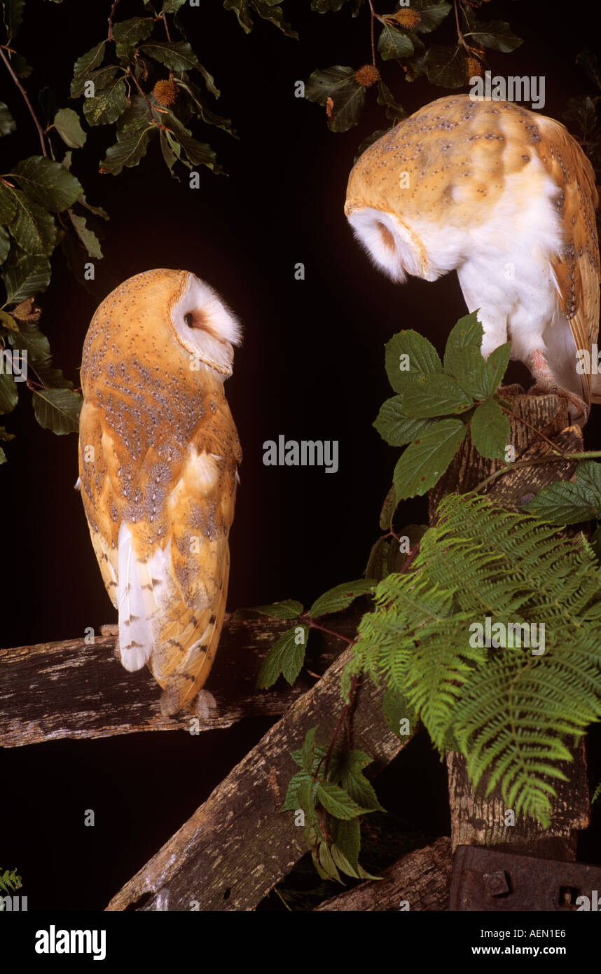 L'Effraie des clochers sur gate Banque D'Images