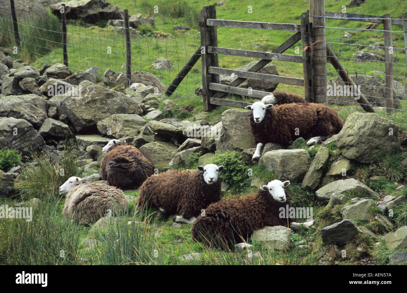 Moutons Herdwick en noir et blanc dans le Lake District en Angleterre Banque D'Images