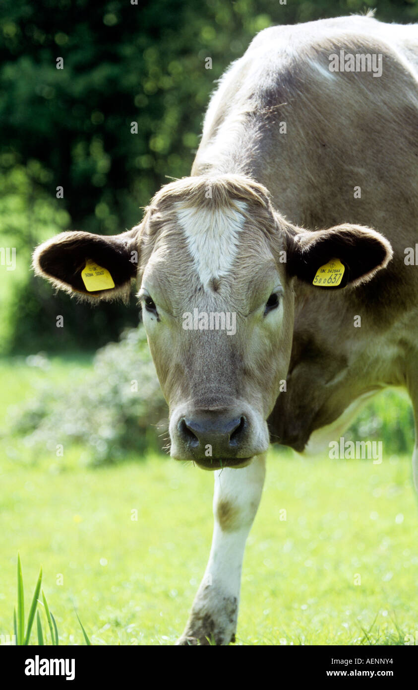 Vache mange de l'herbe Banque D'Images