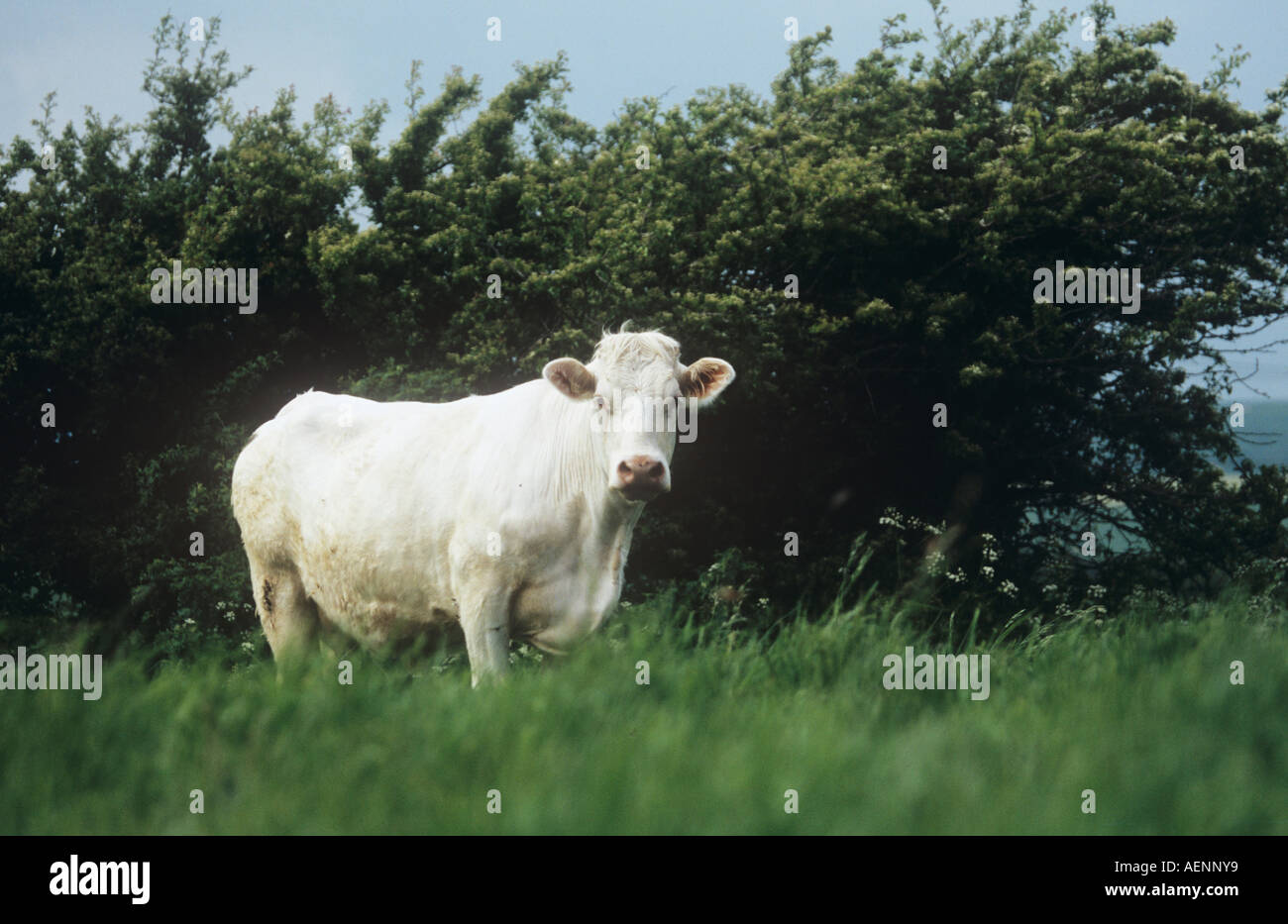 La vache au champ Banque D'Images