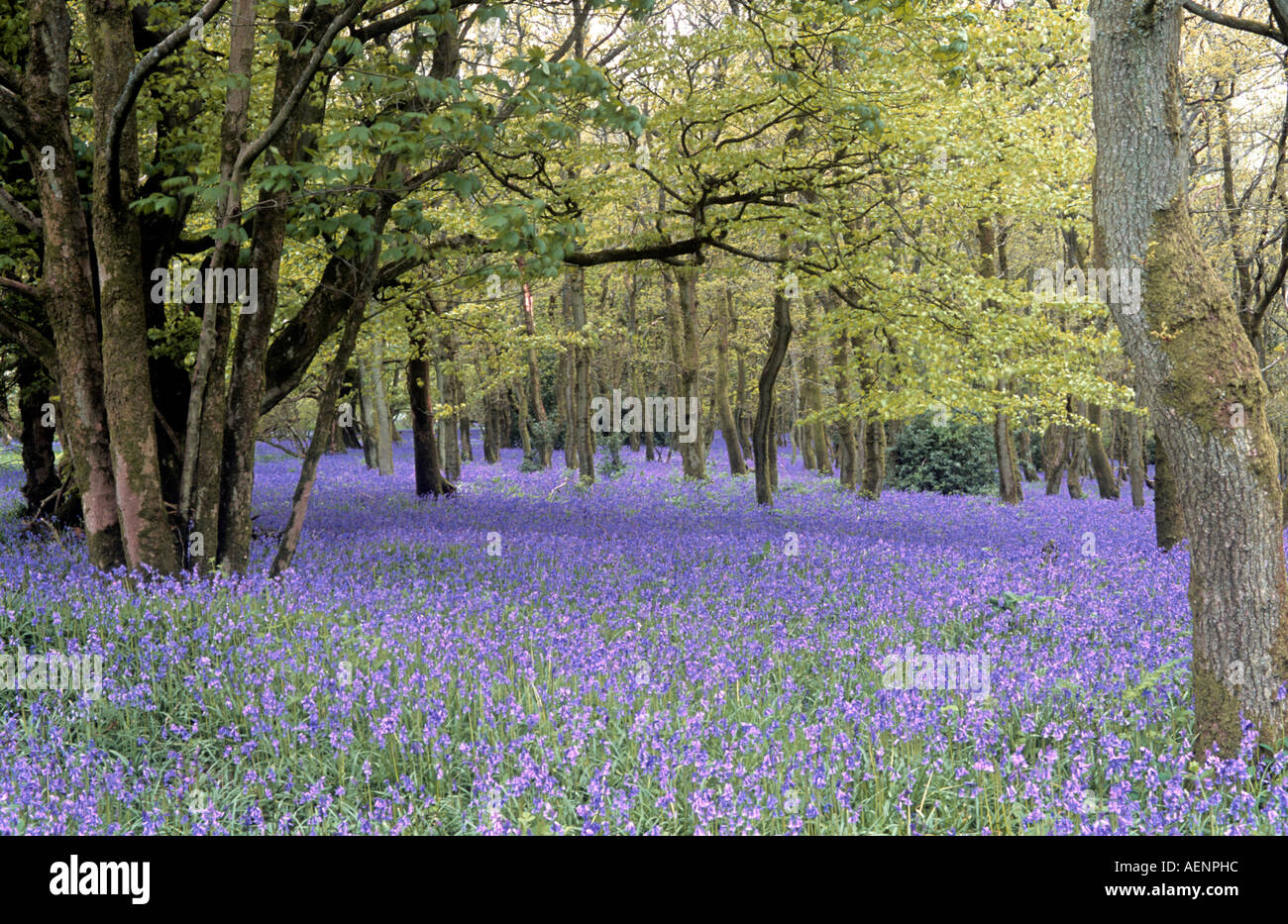 Jacinthe des bois Banque D'Images