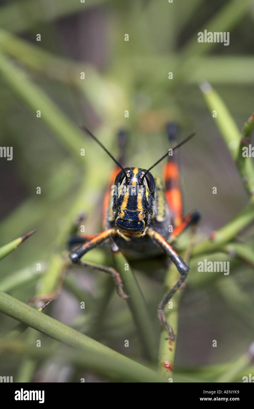 Close up macro portrait de criquet, Galapagos Galapagos, l'île James, Equateur, Amérique du Sud Banque D'Images