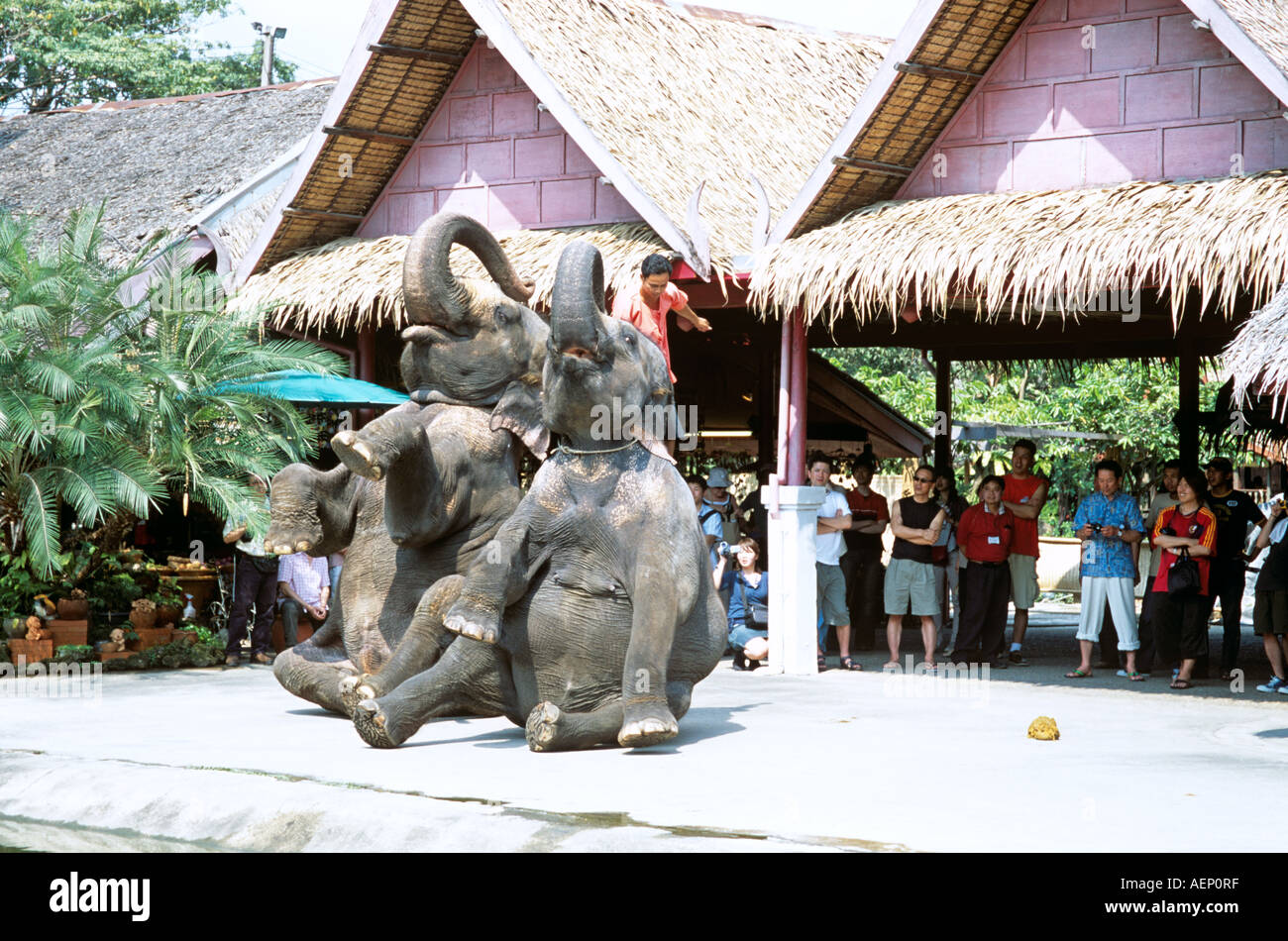 Exécution d'éléphants assis sur le sol, Rose Garden Riverside Sampran Nakorn Pathom,, près de Bangkok, Thaïlande Banque D'Images