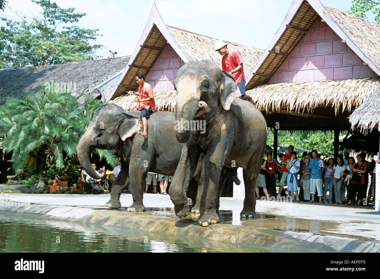 Les éléphants et les mahouts, Rose Garden Riverside Sampran Nakorn Pathom,, près de Bangkok, Thaïlande Banque D'Images