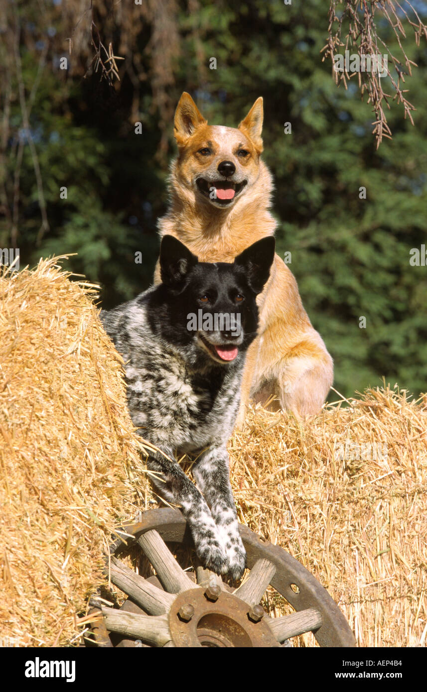 Deux chiens du Queensland Blue Heelers reposant Banque D'Images