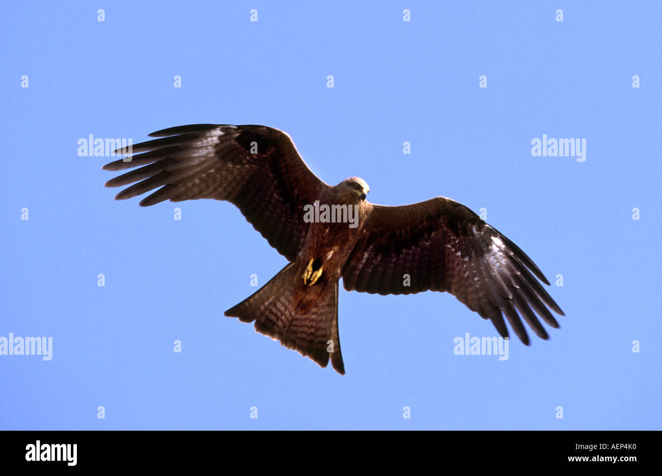 Inde Goa Birds Flying Eagle Banque D'Images