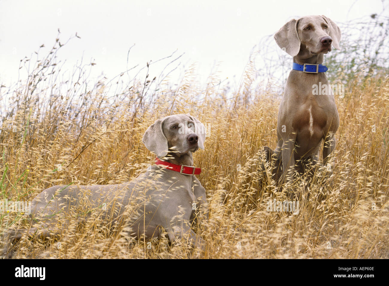 Portrait de chien chien braque de Banque D'Images