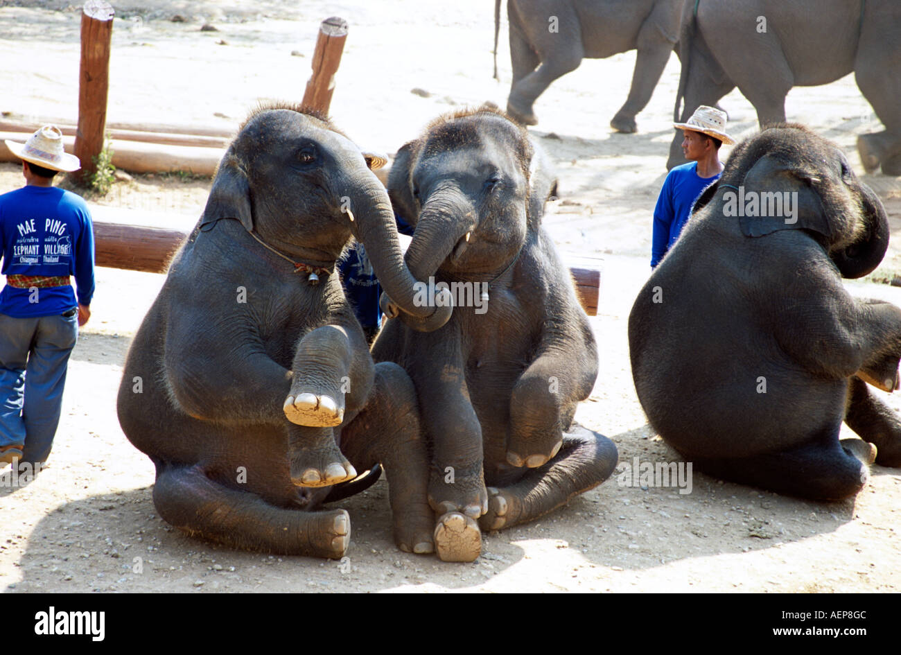 Les éléphants assis, Mae Ping Elephant Training Camp, Mae Ping, près de Chiang Mai, Thaïlande Banque D'Images