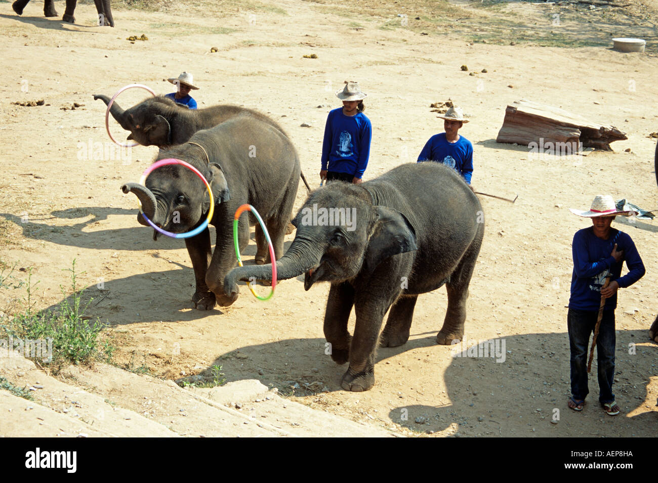 Les éléphants jouant hula hoop, Mae Ping Elephant Training Camp, Mae Ping, près de Chiang Mai, Thaïlande Banque D'Images