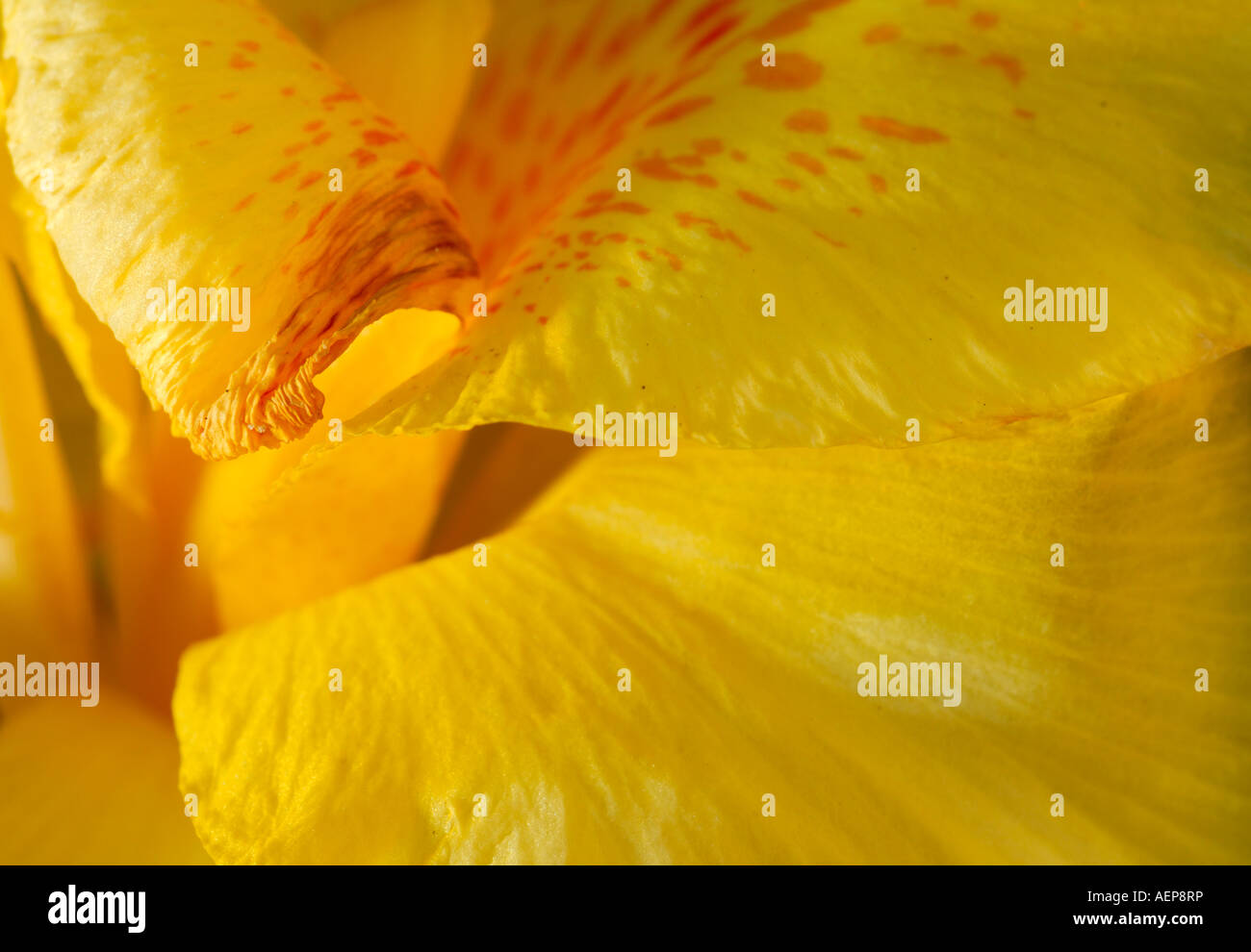 Photographie de pétales d'une fleur d'où une composition abstraite est faite Banque D'Images