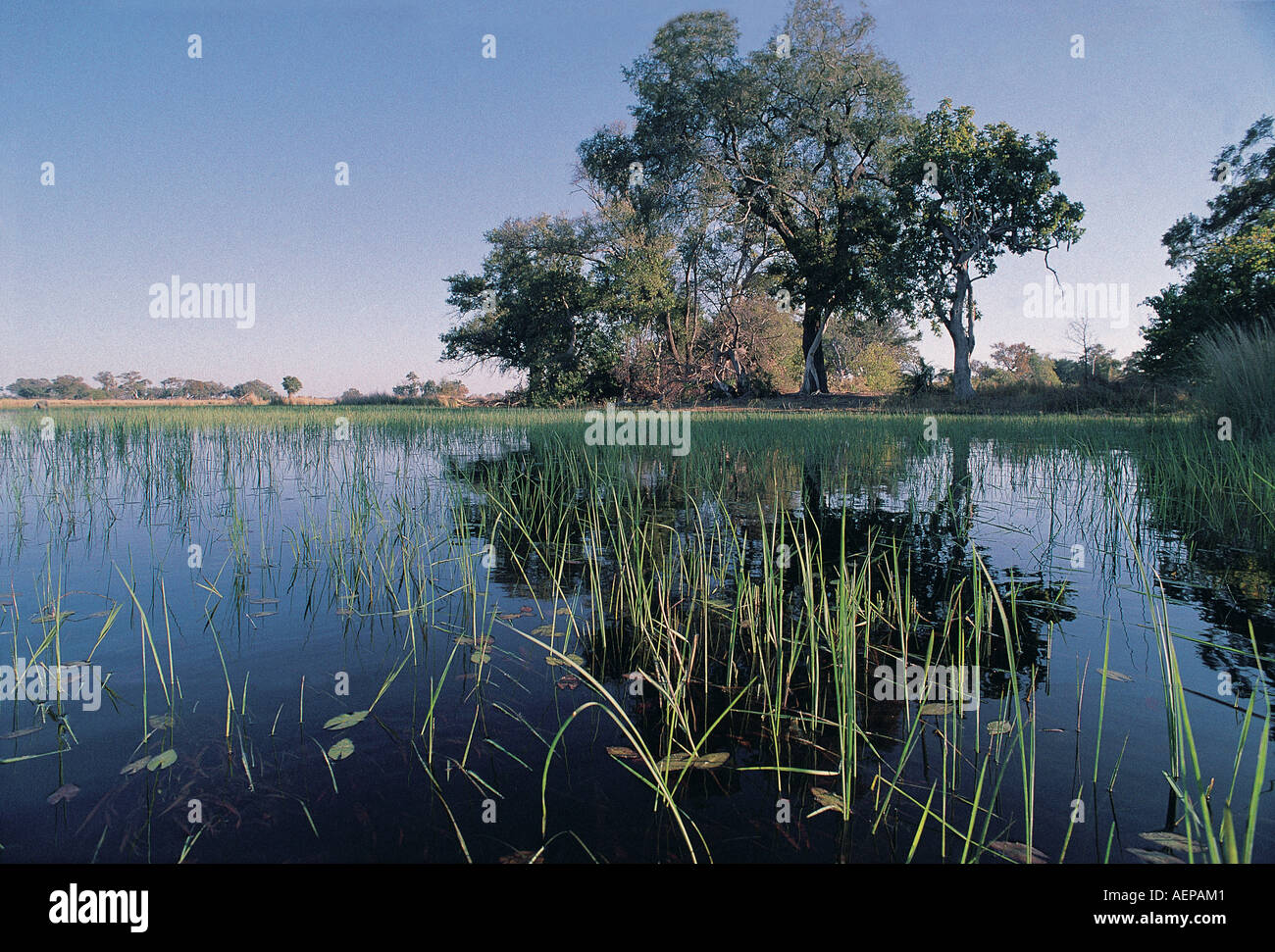 Un magnifique paysage de l'eau de l'eau encore de roseaux et d'arbres à proximité de Island en chef dans le Delta de l'Okavango au Botswana Afrique du Sud Banque D'Images