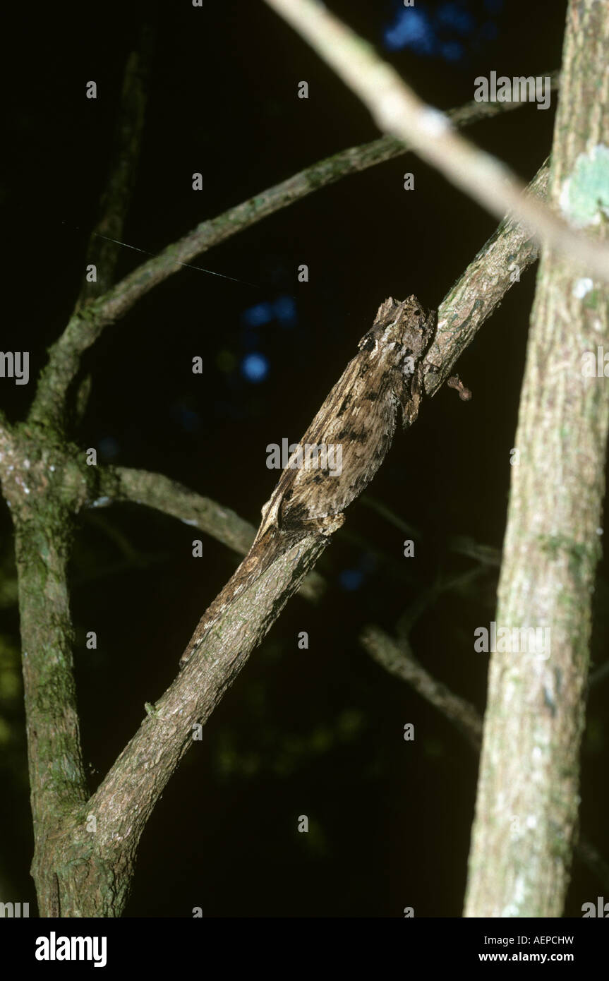 Caméléon Brookesia stumpffi queue moignon cryptic sur un petit arbre Madagascar Banque D'Images