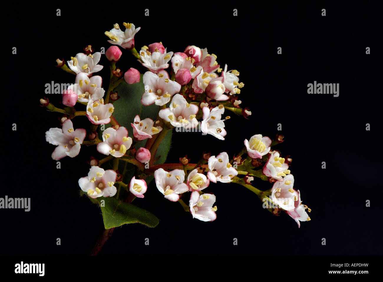 Flowerhead Viburnum tinus 'Eve Price' - Banque D'Images