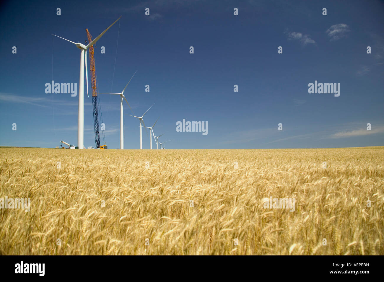Éoliennes, turbines, site de construction en champ de blé mûr, de l'Oregon Banque D'Images