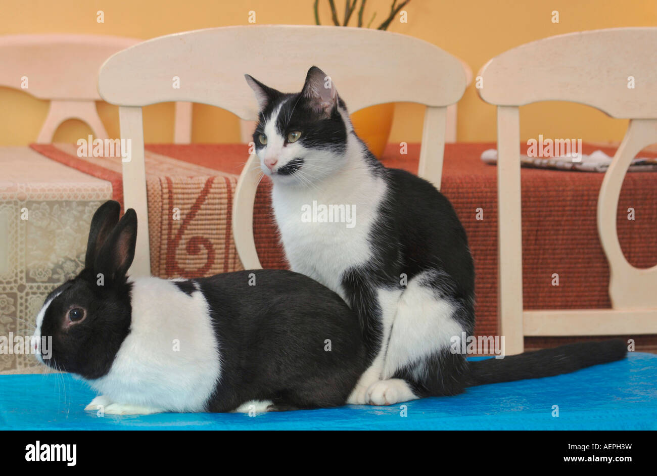 Chat & Ensemble Lapin Banque D'Images