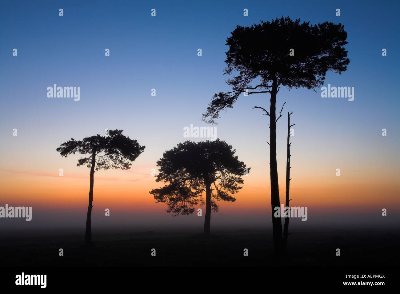 Pins sur un misty dans le parc national New Forest Banque D'Images