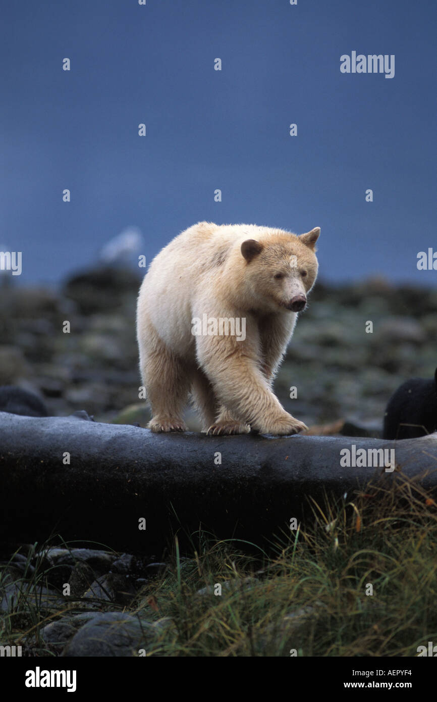 L'ours noir ours kermode Ursus americanus semer avec cub marche sur un journal à marée haute de la côte centrale de la Colombie-Britannique Canada Banque D'Images