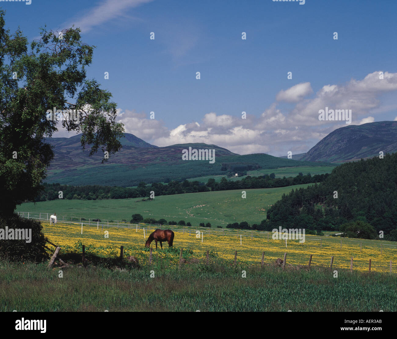 UK Ecosse Crieff Perthshire Glen Ogle et les pâturages de la ferme Banque D'Images