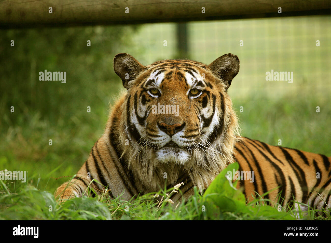 Tigre du Bengale, à la recherche à l'observateur, à la regal / hautain. En captivité Banque D'Images